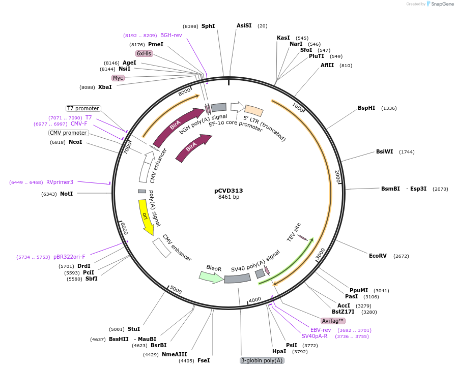 159771-plasmid-map-sequence-id-314502