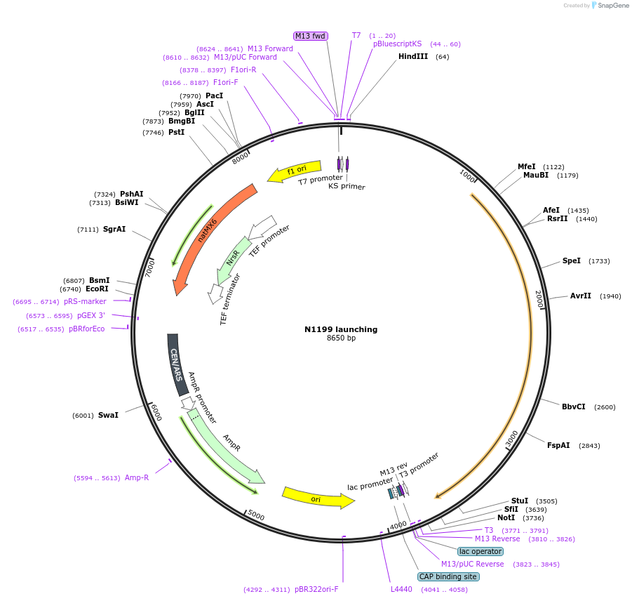 160386-plasmid-map-sequence-id-314521