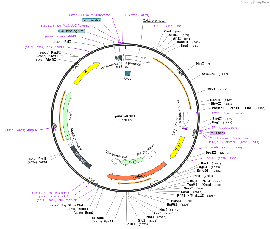 160388-plasmid-map-sequence-id-314523