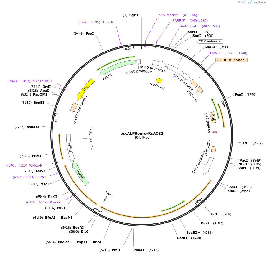 159665-plasmid-map-sequence-id-314527