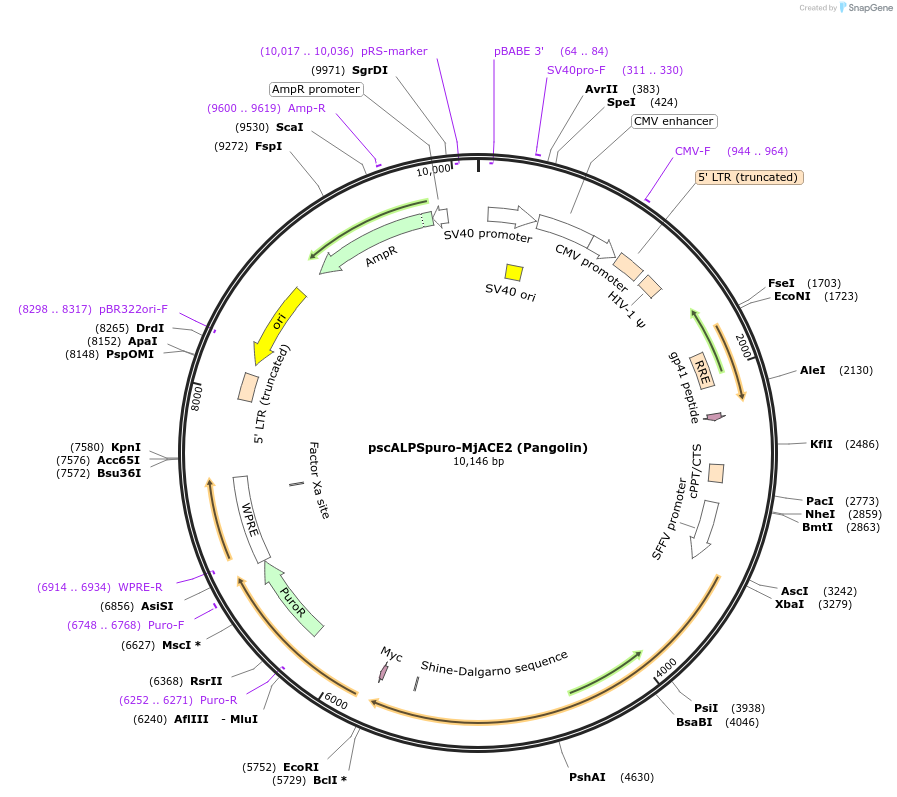 158084-plasmid-map-sequence-id-314528