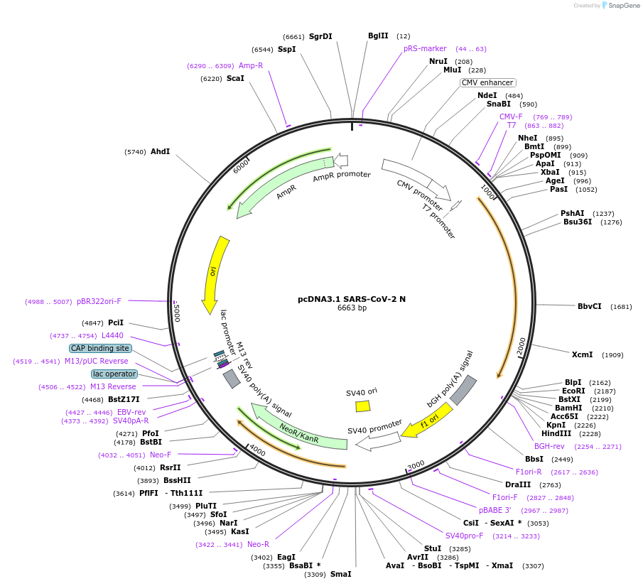 158079-plasmid-map-sequence-id-314532