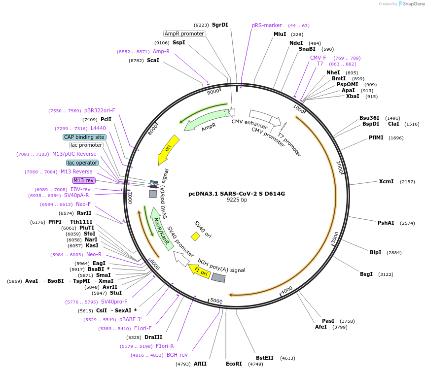 158075-plasmid-map-sequence-id-314535