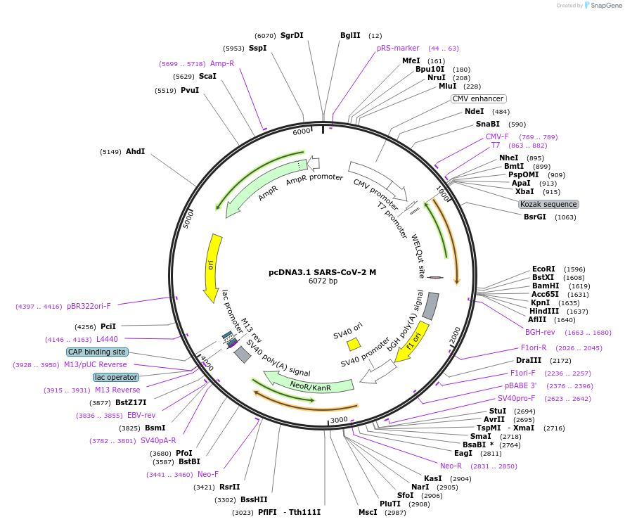 158078-plasmid-map-sequence-id-314537