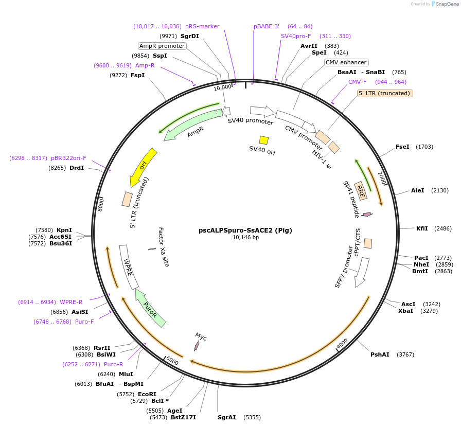 158085-plasmid-map-sequence-id-314539