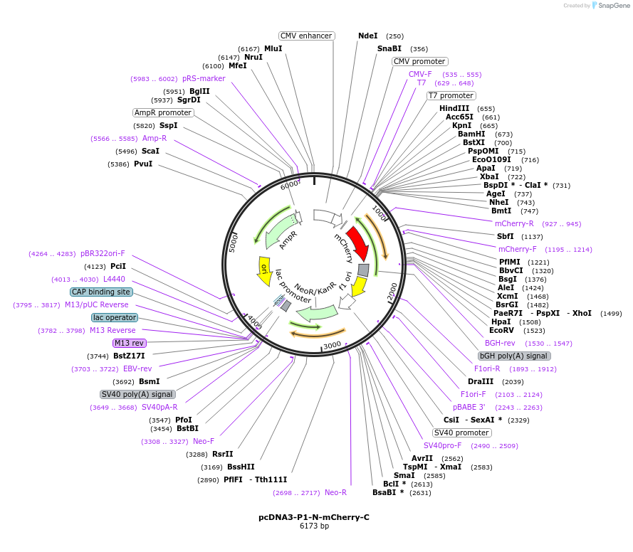 159437-plasmid-map-sequence-id-314575