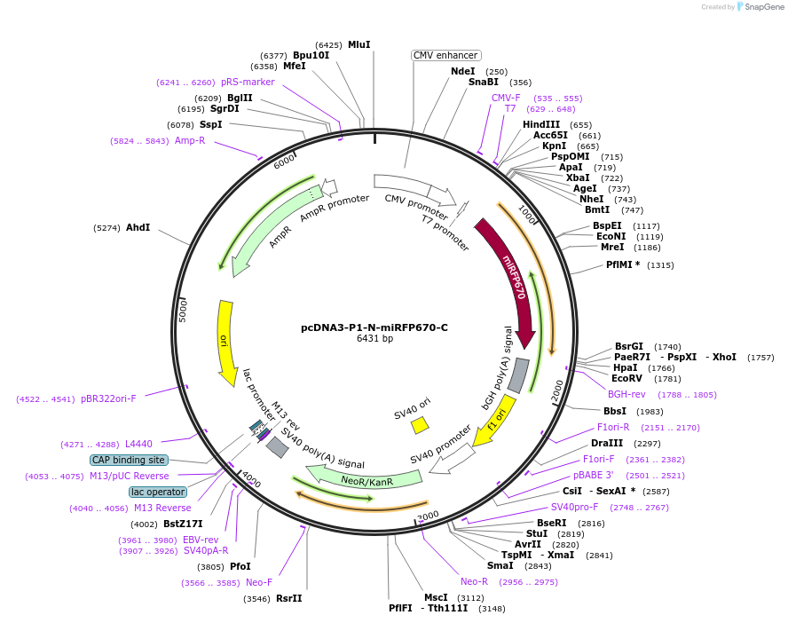 159438-plasmid-map-sequence-id-314576