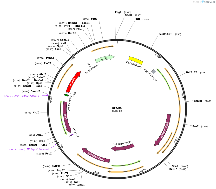 149478-plasmid-map-sequence-id-314604
