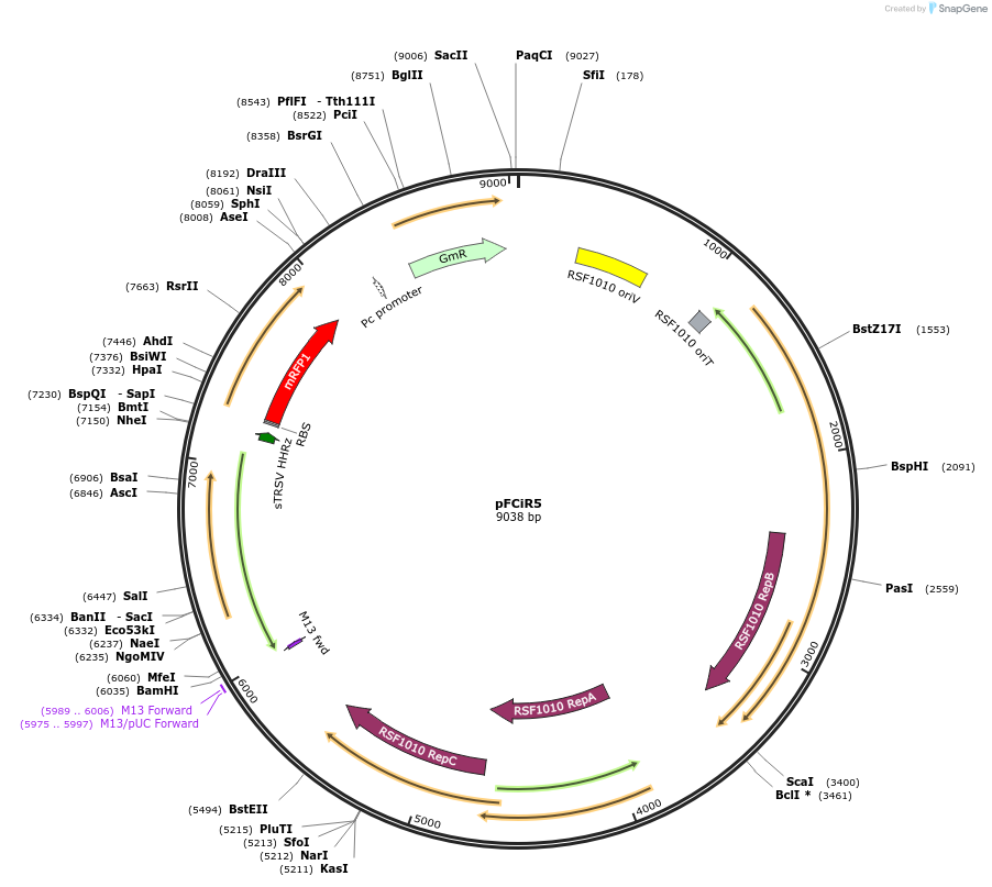 149479-plasmid-map-sequence-id-314606