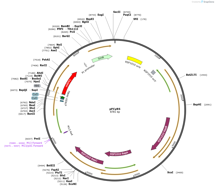 149480-plasmid-map-sequence-id-314607