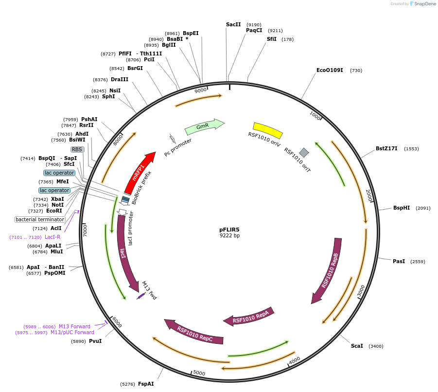 149481-plasmid-map-sequence-id-314609