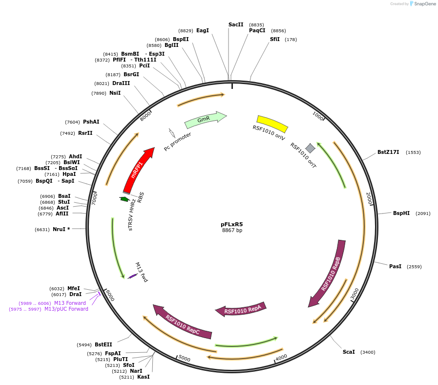 149482-plasmid-map-sequence-id-314611