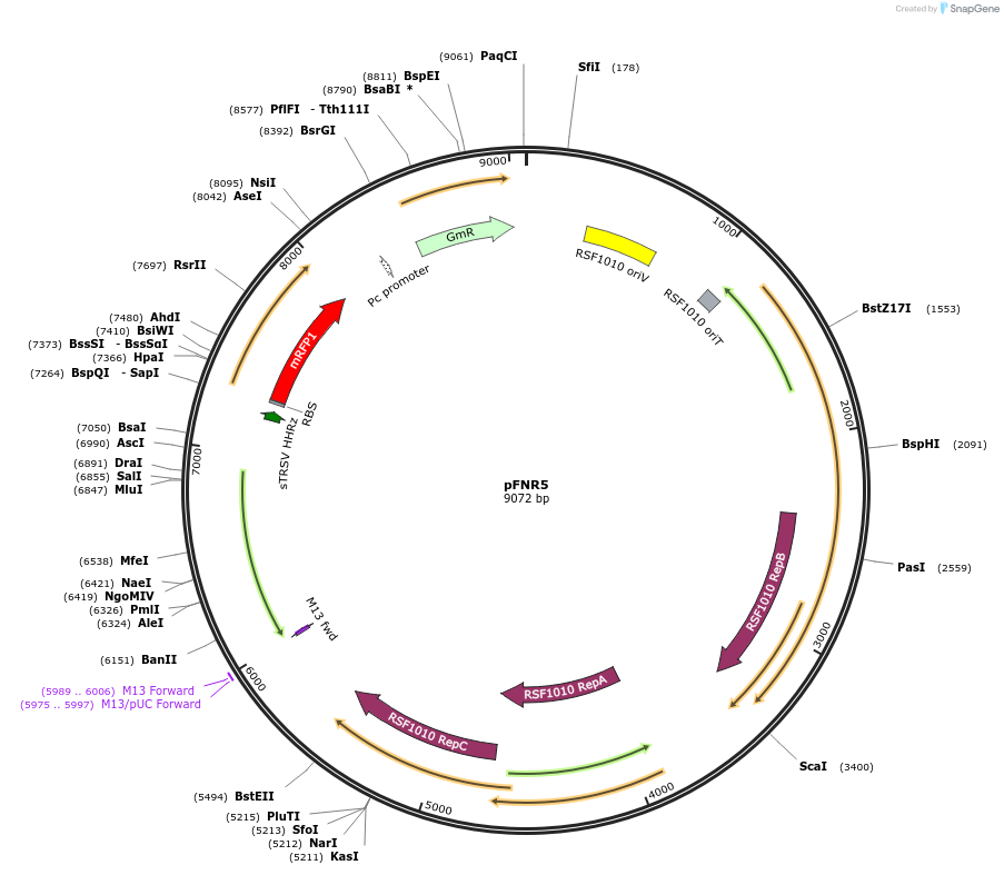 149483-plasmid-map-sequence-id-314616