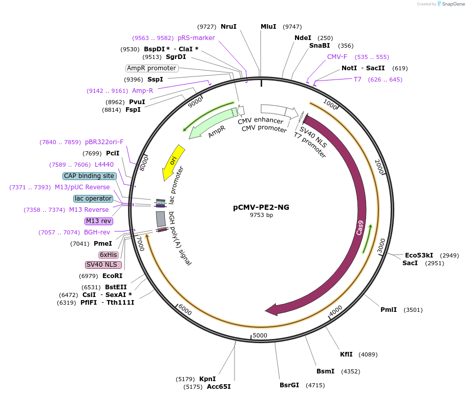 159977-plasmid-map-sequence-id-314618