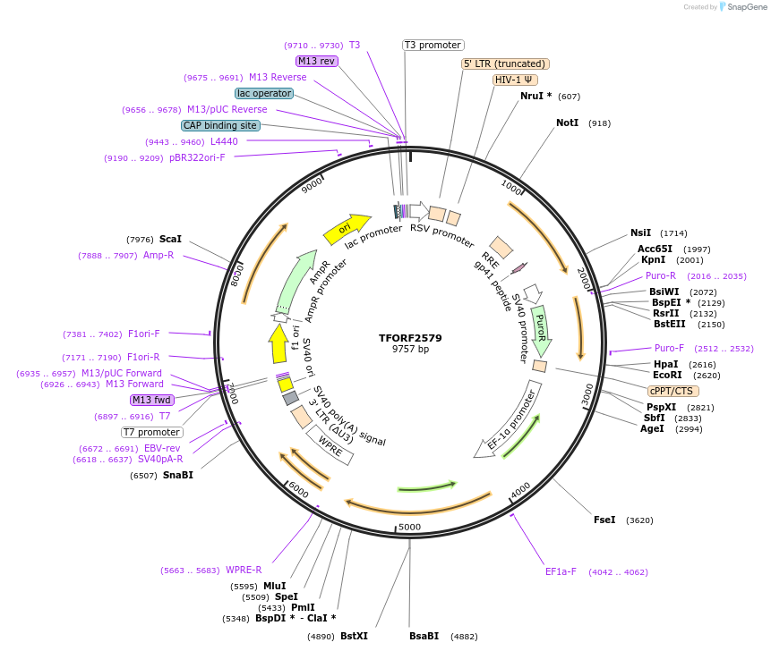142331-plasmid-map-sequence-id-314687