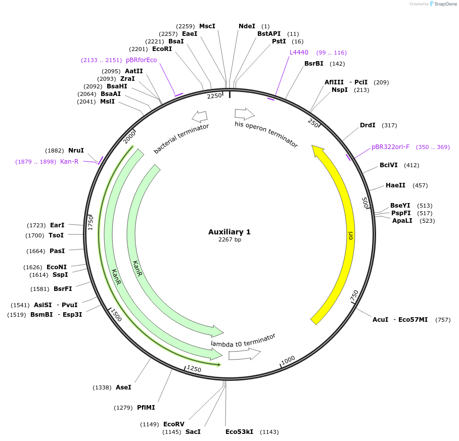 153349-plasmid-map-sequence-id-314735