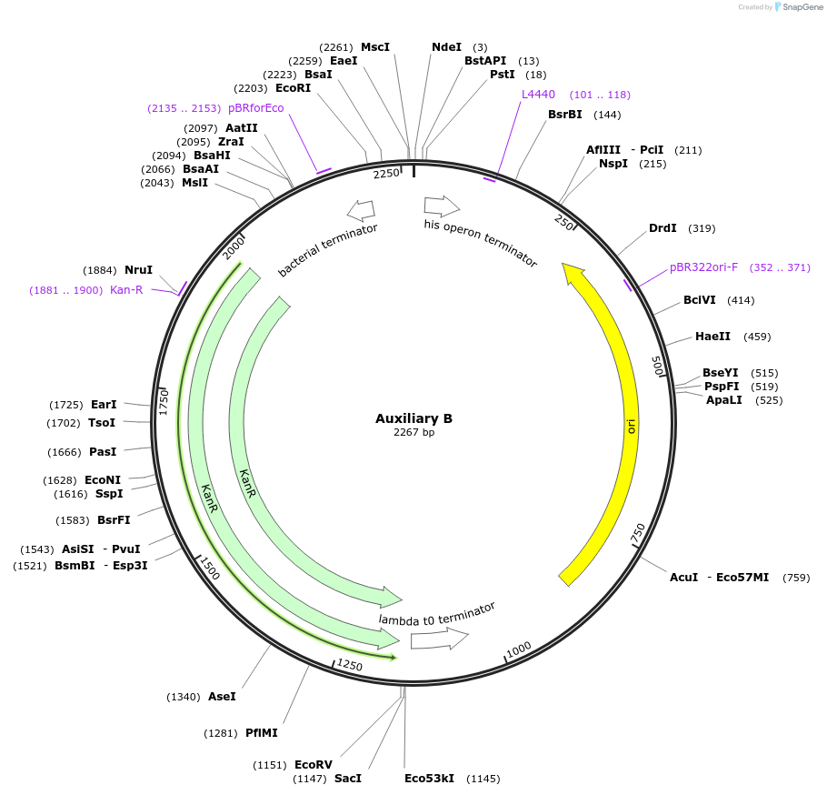 153353-plasmid-map-sequence-id-314739