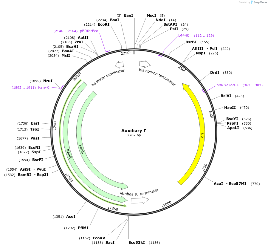 153354-plasmid-map-sequence-id-314740