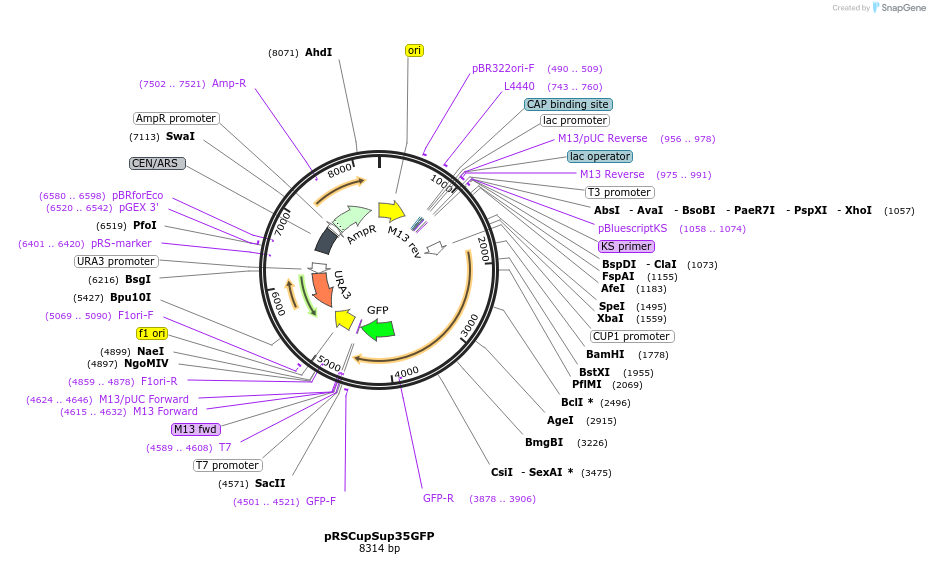 1087-plasmid-map-sequence-id-314743