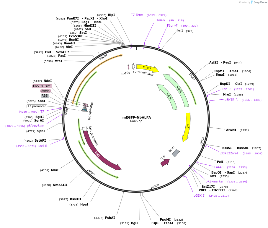 159986-plasmid-map-sequence-id-314744