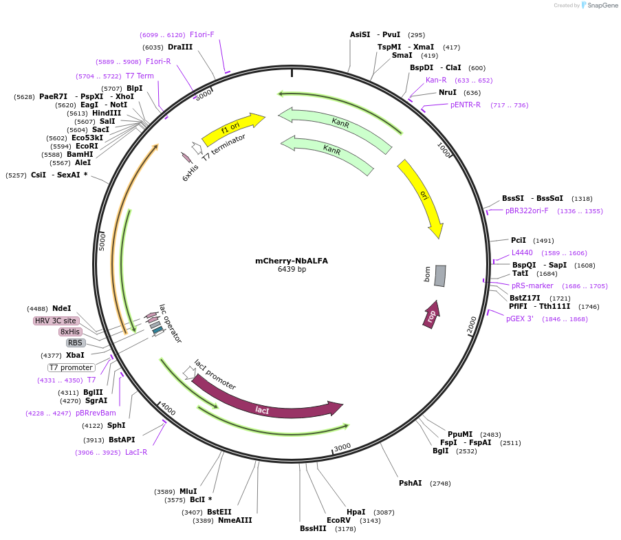 159987-plasmid-map-sequence-id-314745
