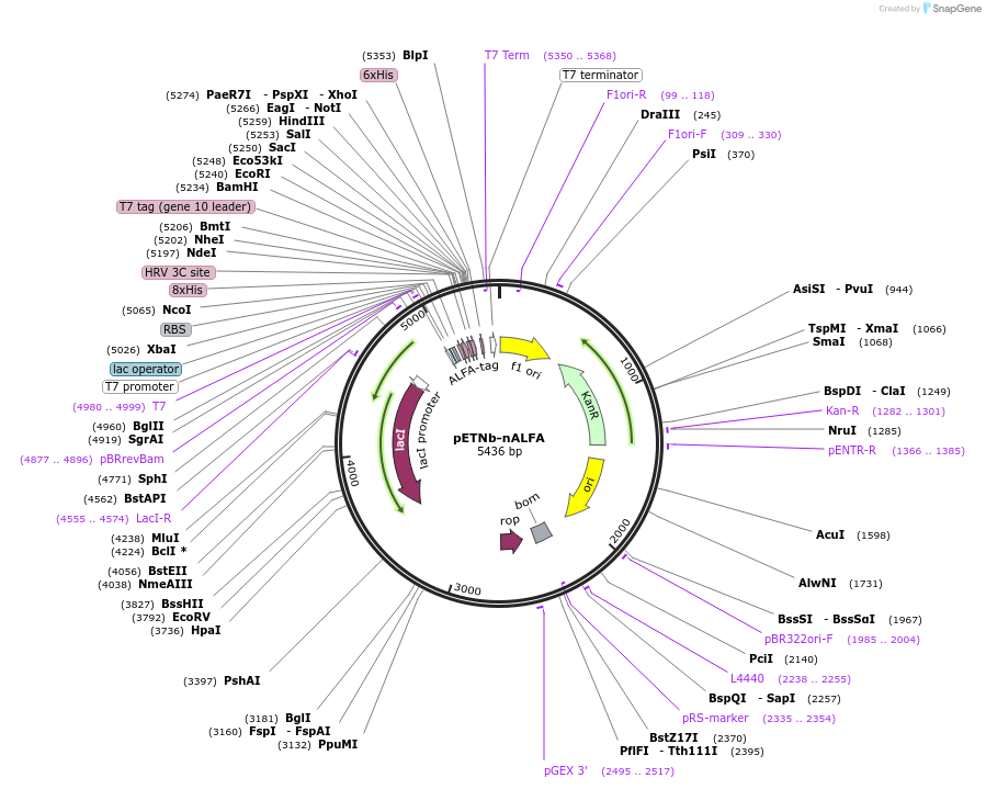 159988-plasmid-map-sequence-id-314746