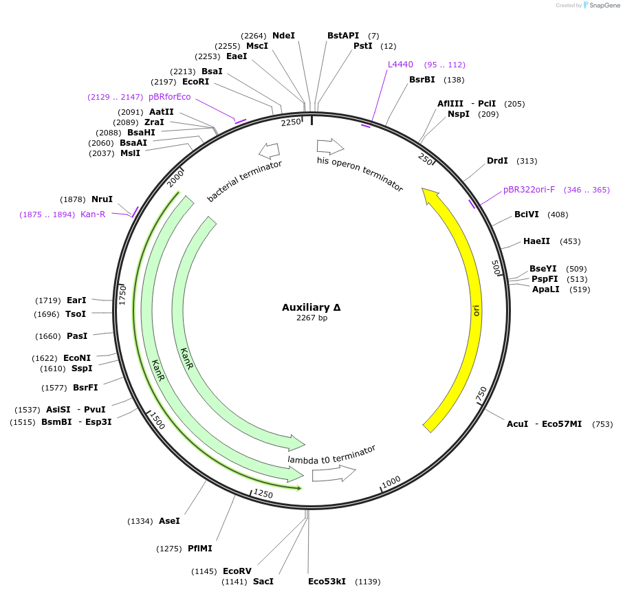 153355-plasmid-map-sequence-id-314747