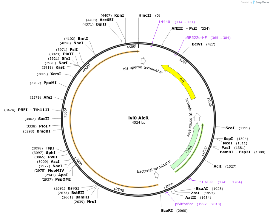 153410-plasmid-map-sequence-id-314749
