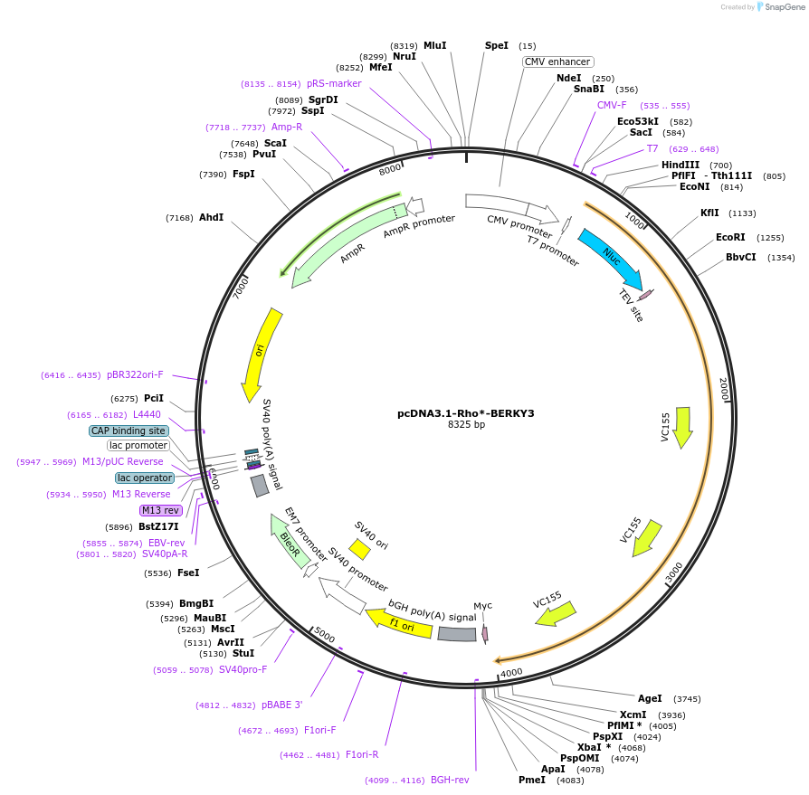 158220-plasmid-map-sequence-id-314755