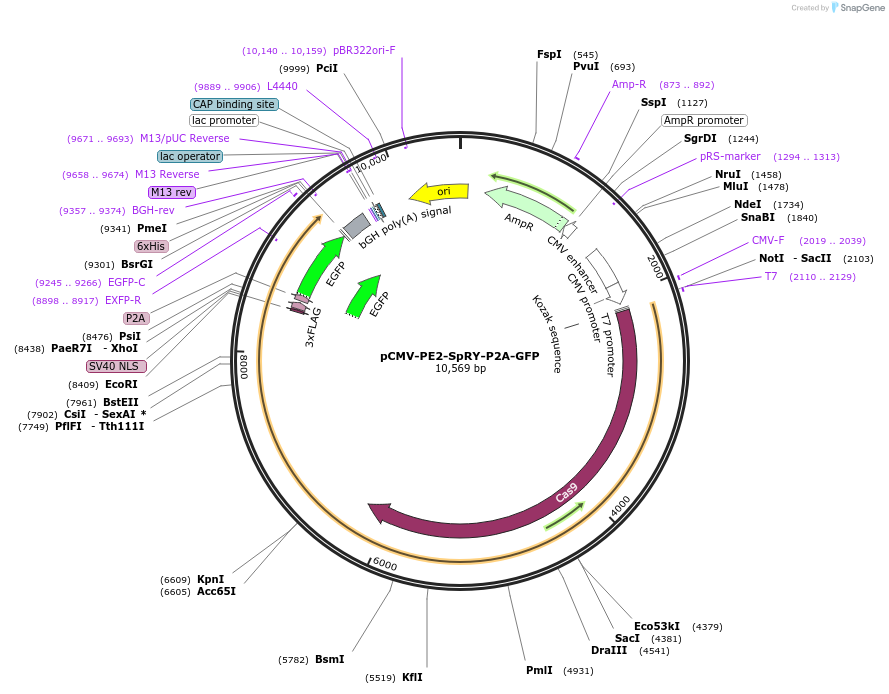 159981-plasmid-map-sequence-id-314756