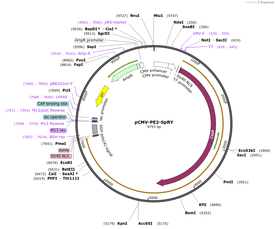 159979-plasmid-map-sequence-id-314757
