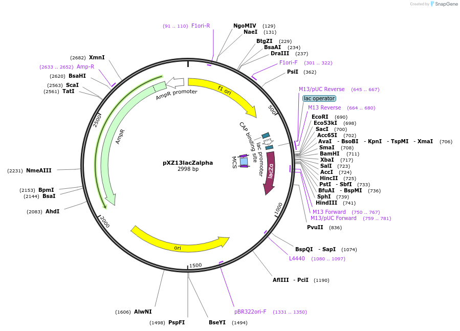 160229-plasmid-map-sequence-id-314764