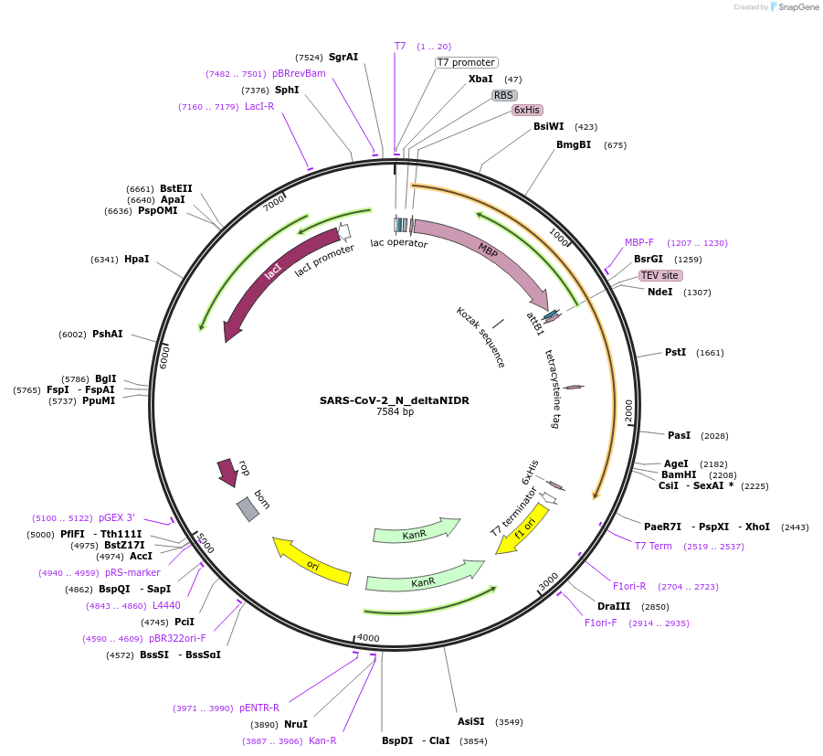 157868-plasmid-map-sequence-id-314768