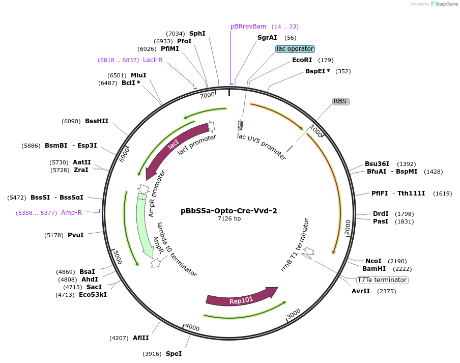 160400-plasmid-map-sequence-id-314798