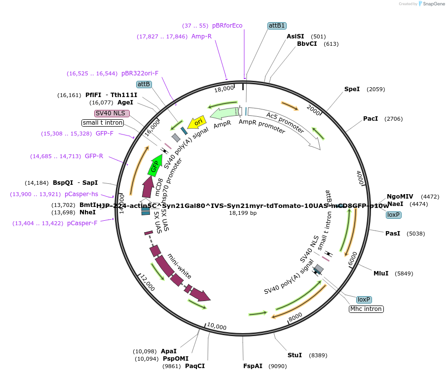162481-plasmid-map-sequence-id-314813