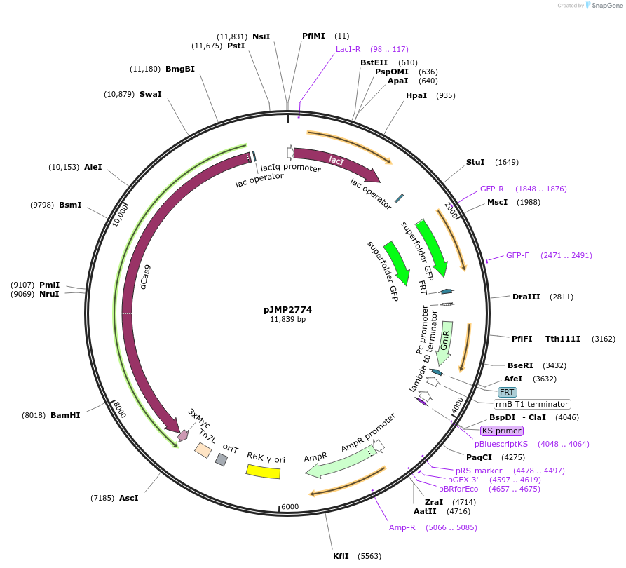 160667-plasmid-map-sequence-id-314821