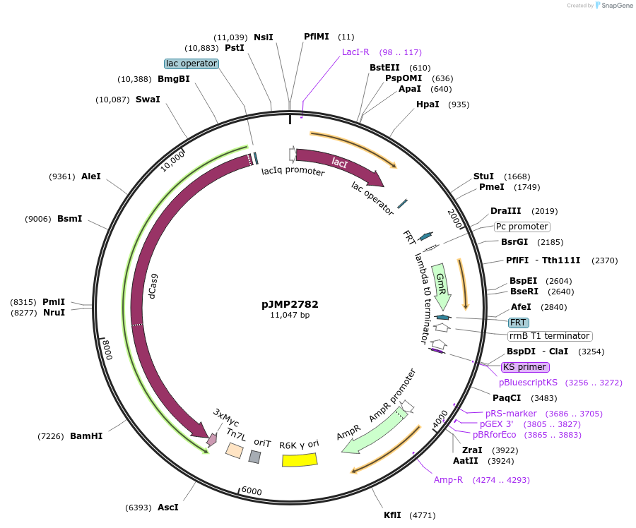 160668-plasmid-map-sequence-id-314823