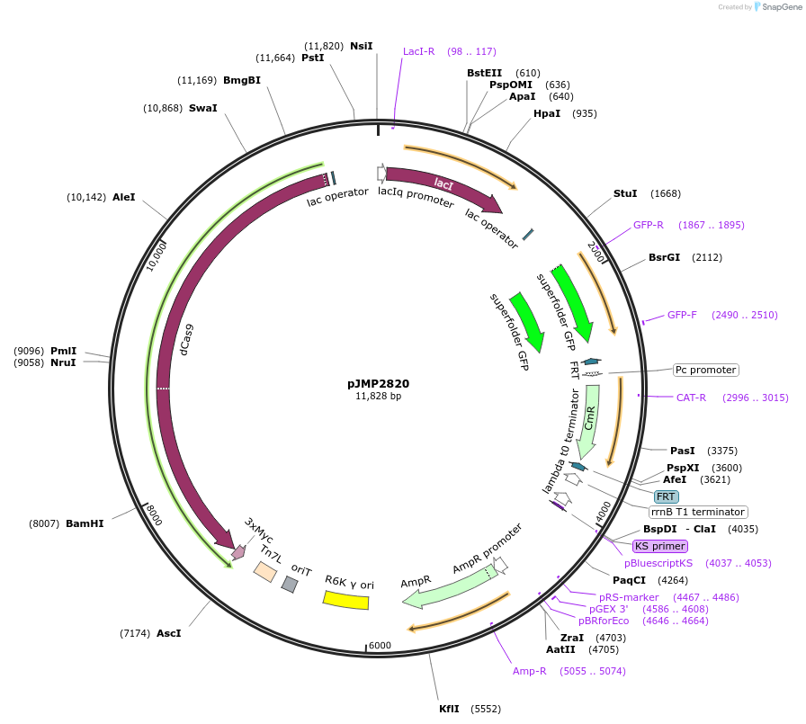 160669-plasmid-map-sequence-id-314825