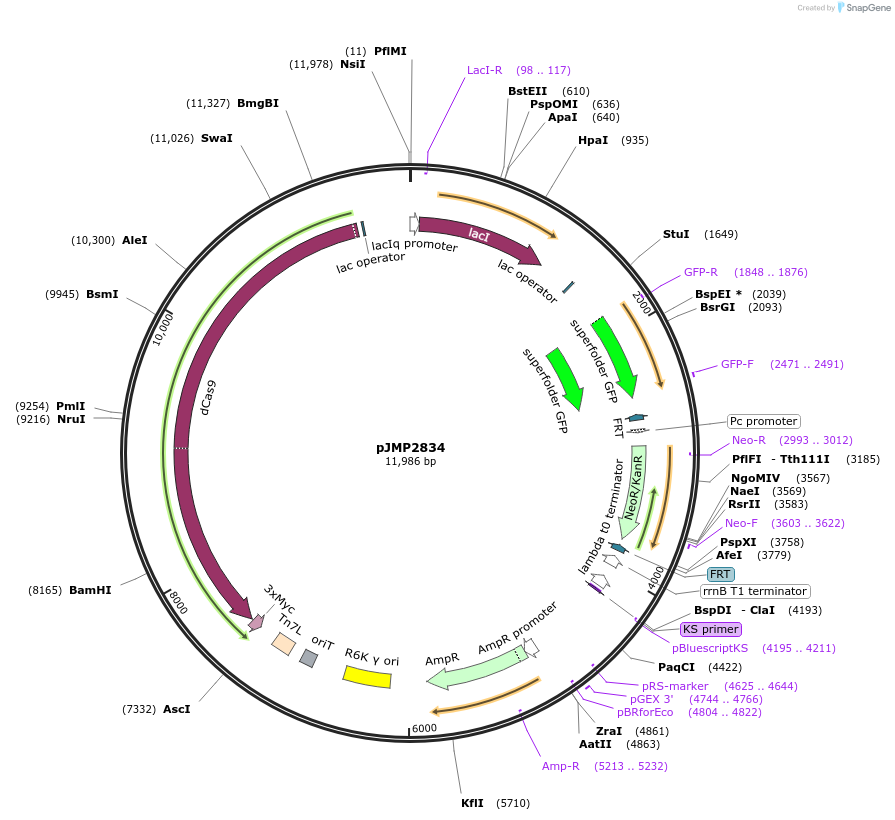 160673-plasmid-map-sequence-id-314831