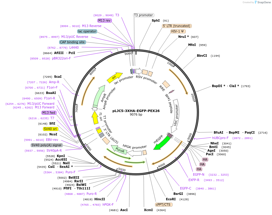 139054-plasmid-map-sequence-id-314836