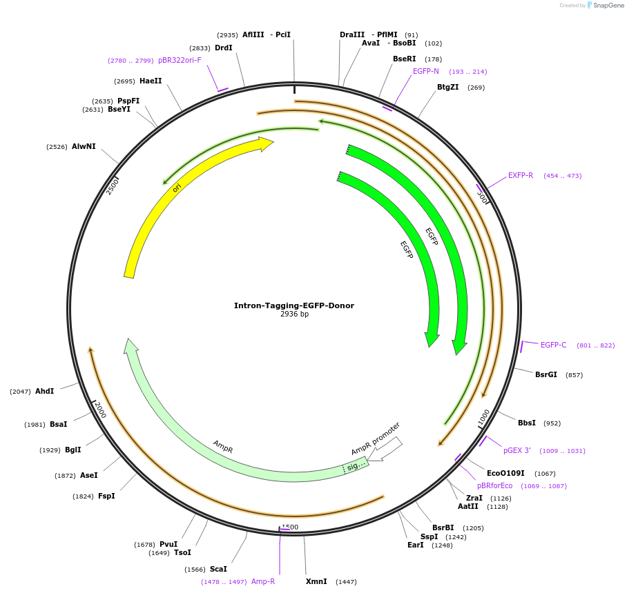 159740-plasmid-map-sequence-id-314864