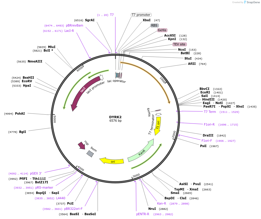 39031-plasmid-map-sequence-id-314867