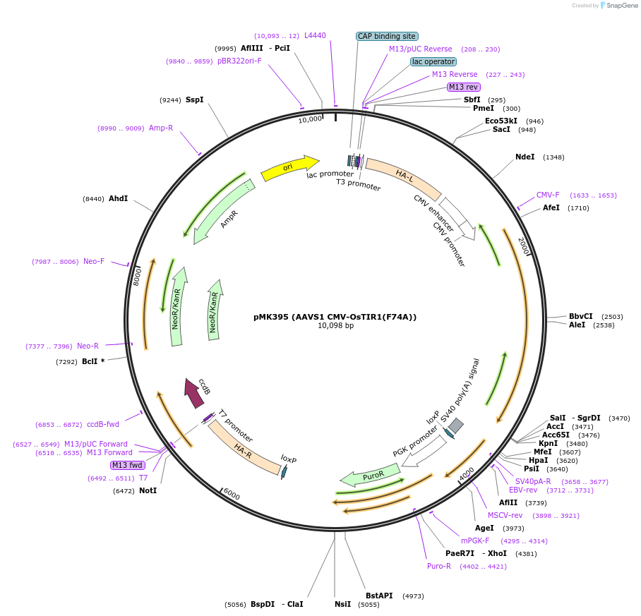 159992-plasmid-map-sequence-id-314871