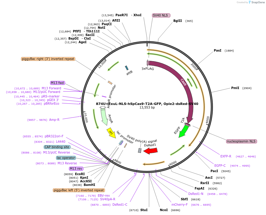159671-plasmid-map-sequence-id-314880