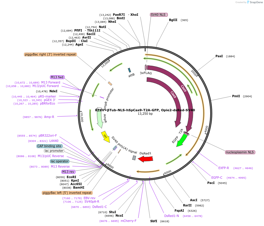 159672-plasmid-map-sequence-id-314881