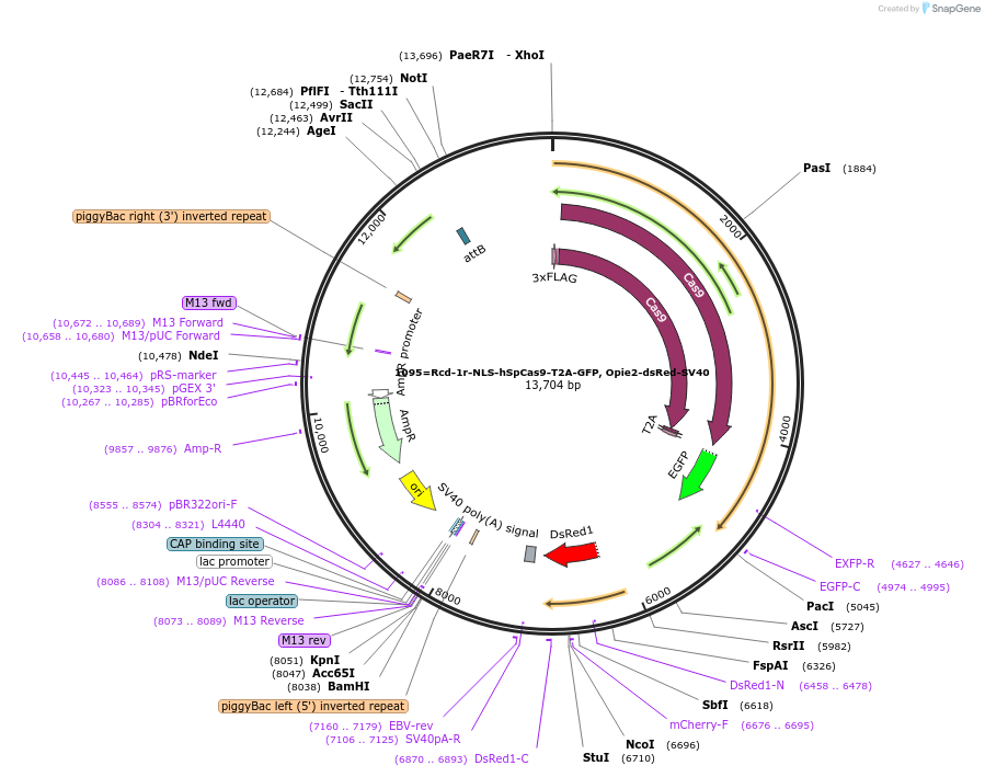 159673-plasmid-map-sequence-id-314886