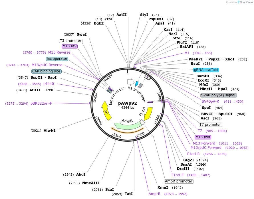 157975-plasmid-map-sequence-id-314899