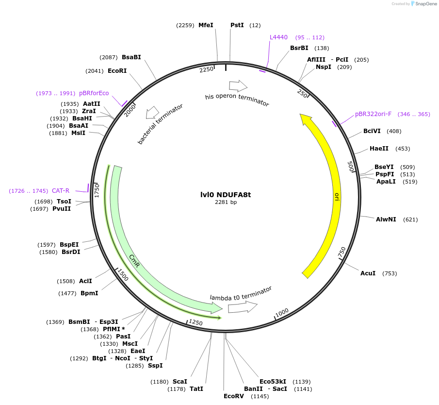 153379-plasmid-map-sequence-id-314906