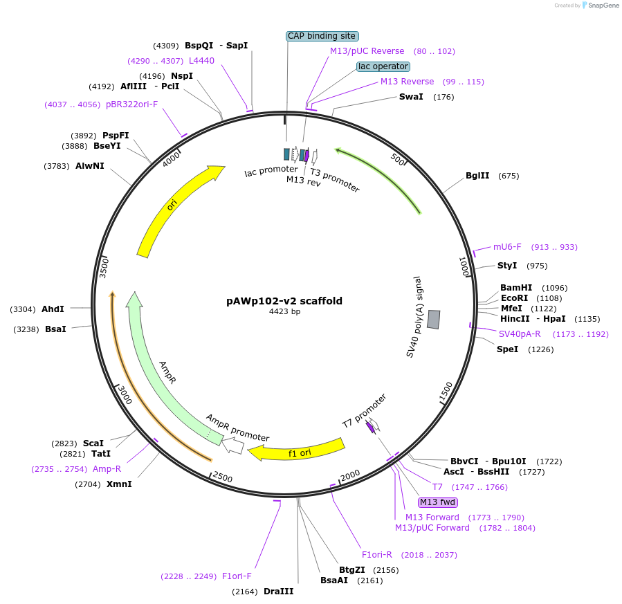 157978-plasmid-map-sequence-id-314908