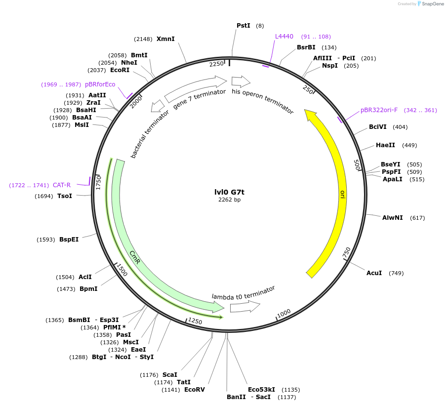 153380-plasmid-map-sequence-id-314909